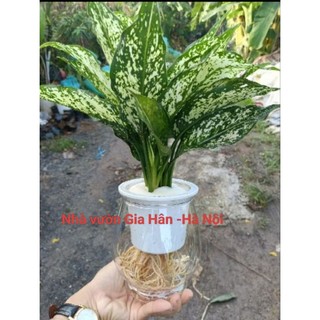 Cây ngọc ngân thủy sinh cao 25_30cm mang tài lộc mệnh Kim,Thủy,Thổ