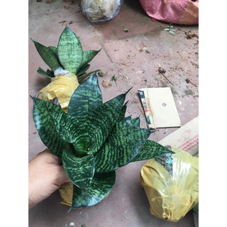 Cây Lưỡi hổ thái mèo để bàn