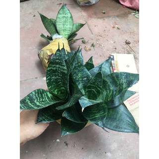 Cây Lưỡi hổ thái mèo để bàn