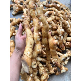1kg + 200g củ cát lồi - củ mía dò - mọc tự nhiên