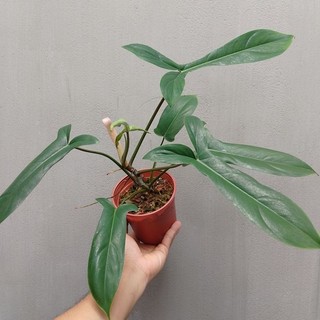 Chậu cây Philodendron 69689 (69686)