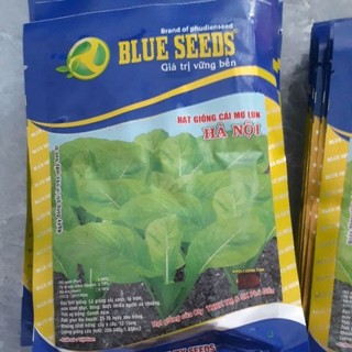 Hạt giống Cải Mơ lùn chọn lọc