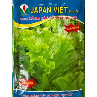 HẠT GIỐNG CẢI BẸ MÀO GÀ