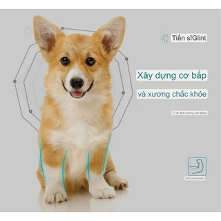 Thức ăn cho chó CORGI - Dr.Glint TÚI 2kg