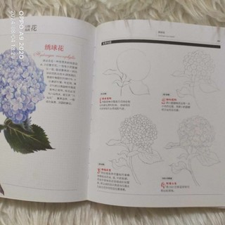(Notebook) Sổ tay Vẽ 37 loài hoa cơ bản chì màu