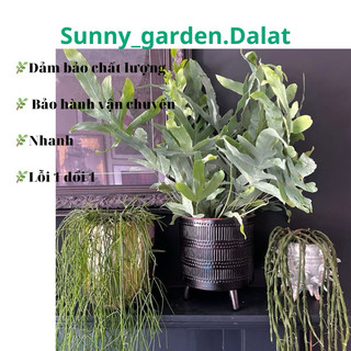 Chậu cứng dương xỉ bạc - Blue star fern chậu lớn