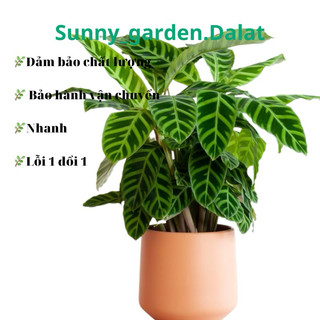 Chậu cứng Đuôi công zebrina - Calathea Zebrina
