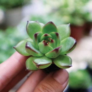 Sen đá bánh bao ú, cánh tròn mập dễ chăm sóc
