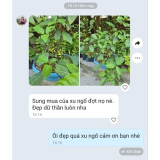 Cây sung nếp siêu quả giống mới sẵn quả trồng chậu