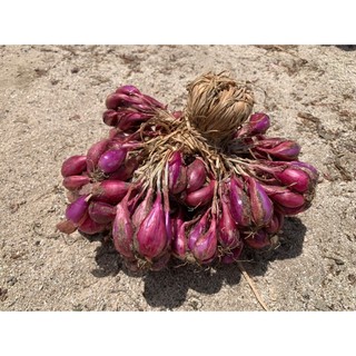 Củ hành tím khô ông thắng - 500g