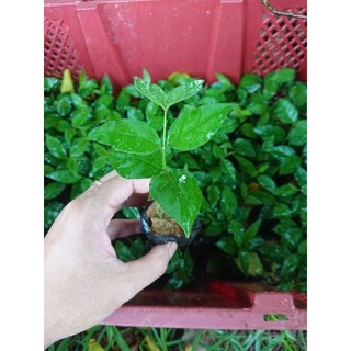 Cây giống lá găng làm thạch