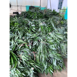 [Giá Sỉ ] COMBO 100 KHÓM GIỐNG DỨA MẬT MD2 CHUẨn GIỐNG) sẵn vườn )