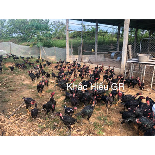 Trứng gà chọi thuần chủng ấp nở 10 quả.