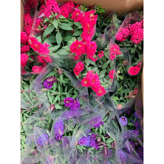 Chậu nhựa mềm giống trầm hương hồng và tím / Buddleja ‘butterfly’ bush