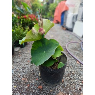Cây sen juwaba có nụ