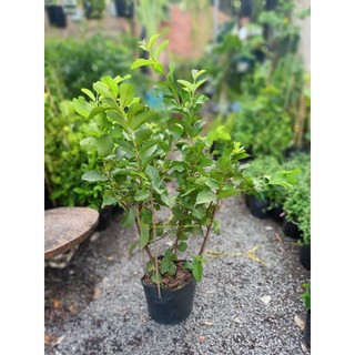 Cây ổi nữ hoàng 60-70cm chưa trái (chỉ giao hỏa tốc HCM)