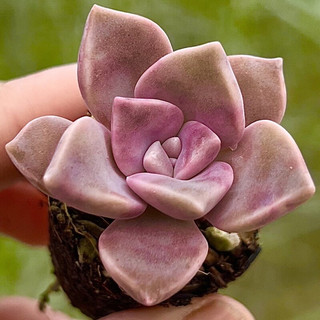 Sen đá Hồng mập