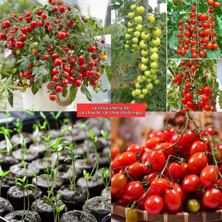 Hạt giống cà chua cherry đỏ, cà chua bi, cà chua chuỗi ngọc - Hạt giống F1siêu trái, kháng sâu bệnh