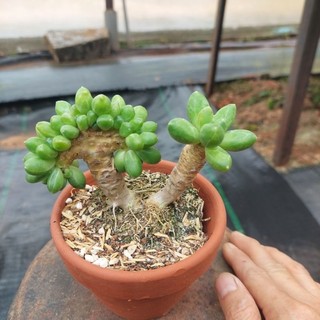 Sen đá kim cương xanh mini cổ thụ