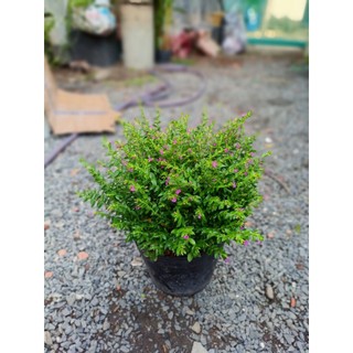 Cây cẩm tú mai chậu lớn (chỉ giao hỏa tốc HCM)
