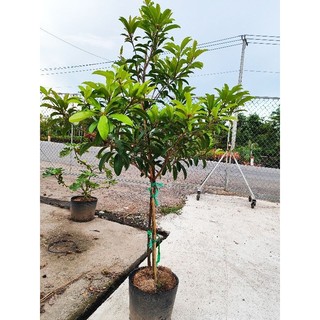 Cây Sapo Mehico 1m6 đang hoa trái
