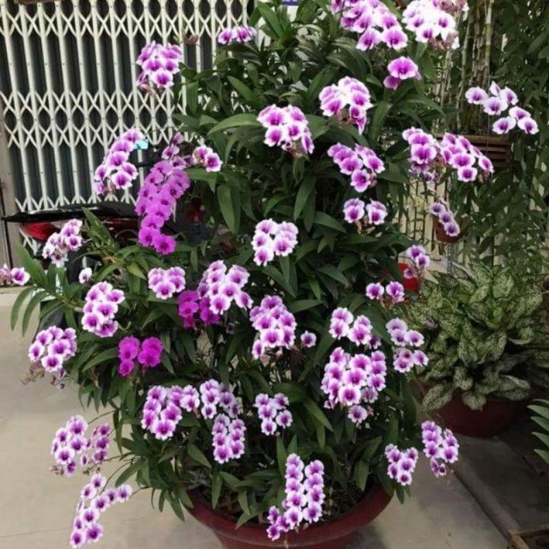Lan denro mini yaya đang nụ đẹp
