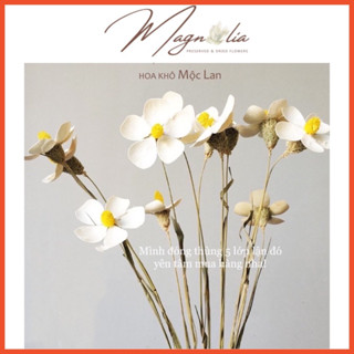 Hoa khô handmade ❤️FREESHIP❤️ Hoa cúc bướm gỗ Butterfly dụng cụ cắm hoa trang trí