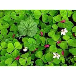 Hạt giống cỏ ba lá - cỏ thảm cảnh