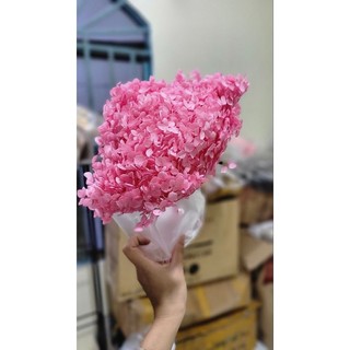 Hoa cẩm tú cầu khô vĩnh cửu