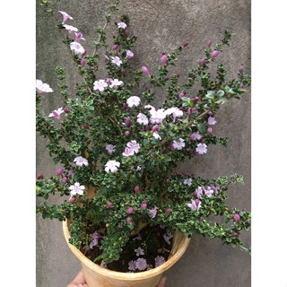 CHẬU CÂY HOA TUYẾT MAI _ HỒNG LOAN MAI  # TẶNG KÈM PHÂN BÓN CAO CẤP HỮU CƠ CÁ HỒI DƯỠNG HOA