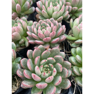 Cây sen đá ruby đỏ[Có sẵn] 🌵  [Chính hãng]⚡ [Ảnh thật] ❤  [FreeShip]