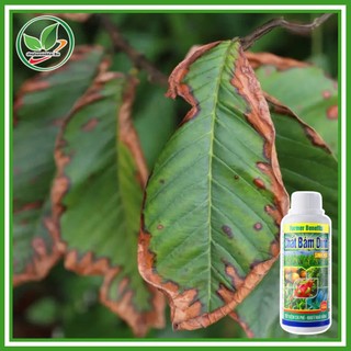 Chất bám dính sinh học. Chai 120ml