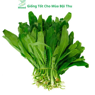Hạt giống rau Mùi Tàu , Ngò Gai dễ trồng năng suất cao - MSeed