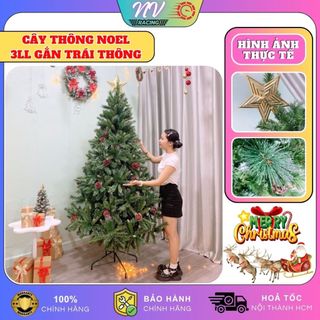 Cây thông noel 3 Loại Lá Gắn Trái Thông 2m, 2m4, 3m, 3m6 decor trang trí giáng sinh noel hàng VN