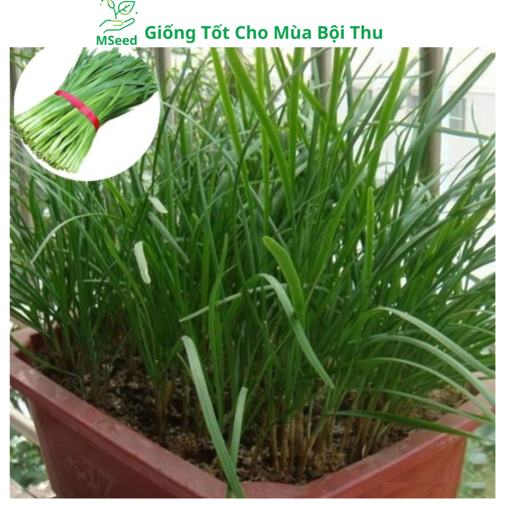 Hạt giống Rau Hẹ Ta (Tặng phân bón), dễ trồng năng suất cao - MSeed