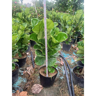 Cây Bàng Singapore size lớn