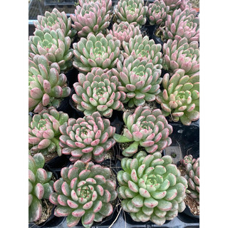 Cây sen đá ruby đỏ[Có sẵn] 🌵  [Chính hãng]⚡ [Ảnh thật] ❤  [FreeShip]