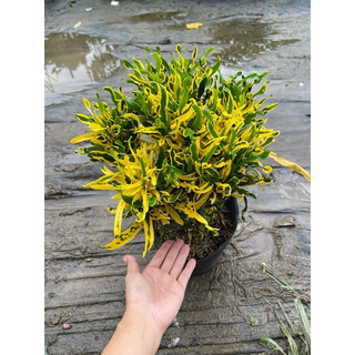 Cây dây khoan ( cây lá màu), chỉ ship miền Nam do cận Tết