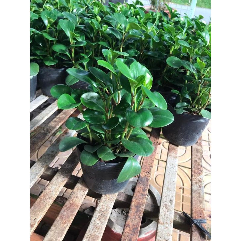 Cây trường sinh, chỉ ship miền Nam do cận Tết