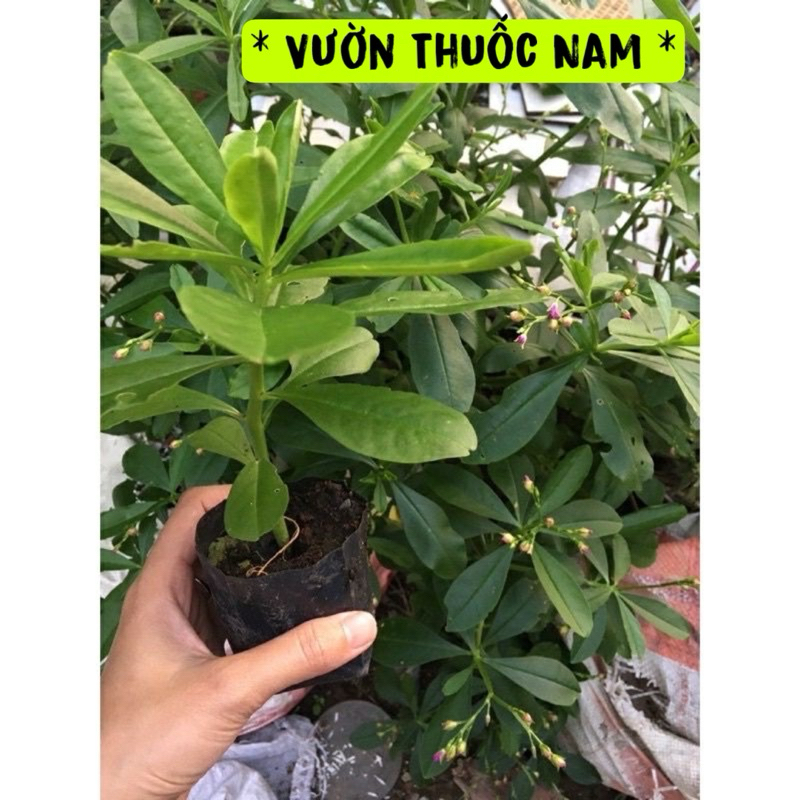 Bầu giống rau sâm đất ,sâm thảo đất làm giống ,đông dương sâm làm giống