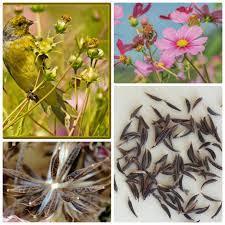 Hạt giống hoa sao nháy mix cực dễ trồng dễ chăm sóc trang trí sân vườn