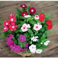 Hạt giống hoa dừa cạn nhiều màu - hoa trồng chậu đơn giản