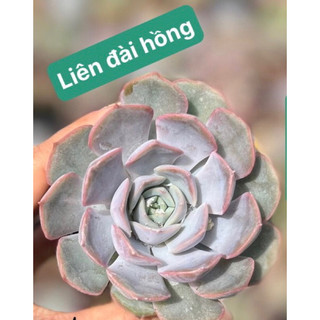 Sen đá liên đài Hồng đã thuần nắng mưa