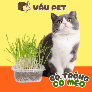 Bộ trồng cỏ mèo tươi hạt lúa mạch truyền thống kích thích tiêu hóa, giảm búi lông cho mèo Vẩu Pet Shop