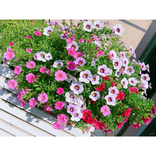 2000 HẠT GIỐNG DẠ YẾN THẢO MIX