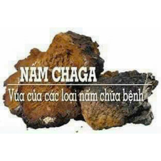 200 gam trà thảo mộc nấm chaga nhập khẩu nga