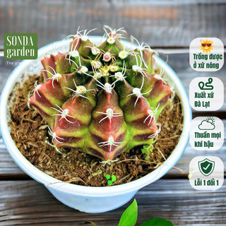 Xương rồng gymno SONDA GARDEN size trung bình 6-8cm, cây cảnh trang trí nhà cửa, lỗi 1 đổi 1