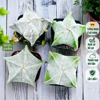 Xương rồng astro combo 2 loại SONDA GARDEN size bé 4,5-6cm, cây cảnh trang trí nhà cửa, lỗi 1 đổi 1