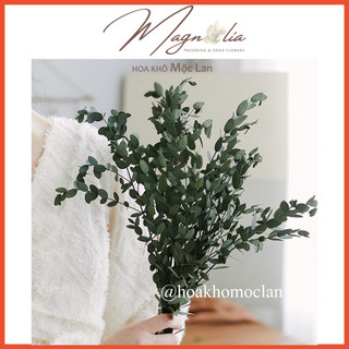 Lá khô bạch đàn Eucalyptus trang trí cắm hoa, ép tranh hoa decor nhà cửa, chụp hình sản phẩm