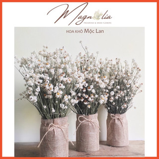 Decor trang trí nhà cửa ❤️FREESHIP❤️ Hoa khô Cúc Ammobium trang trí phòng ngủ, đám cưới Bắc Âu retro vintage
